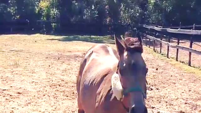 Beautiful pony runs straight for the fence gate