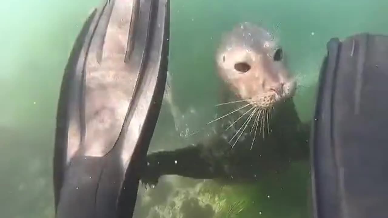 Just a quick inspection from the seal.