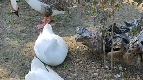 Beautiful Goose birds