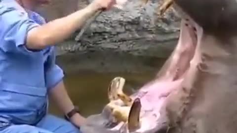 This Hippo Got Better Dental Coverage Than You