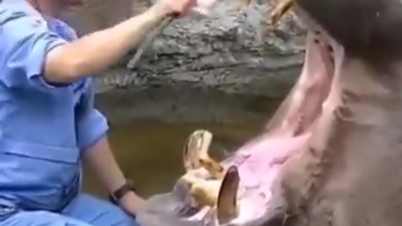 This Hippo Got Better Dental Coverage Than You