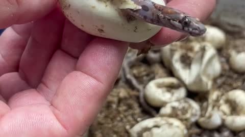 A newborn snake