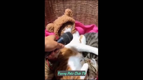 Funny Animal Videos 🤣 Funniest Cats and Dogs Videos 2024 😹🐶 #91