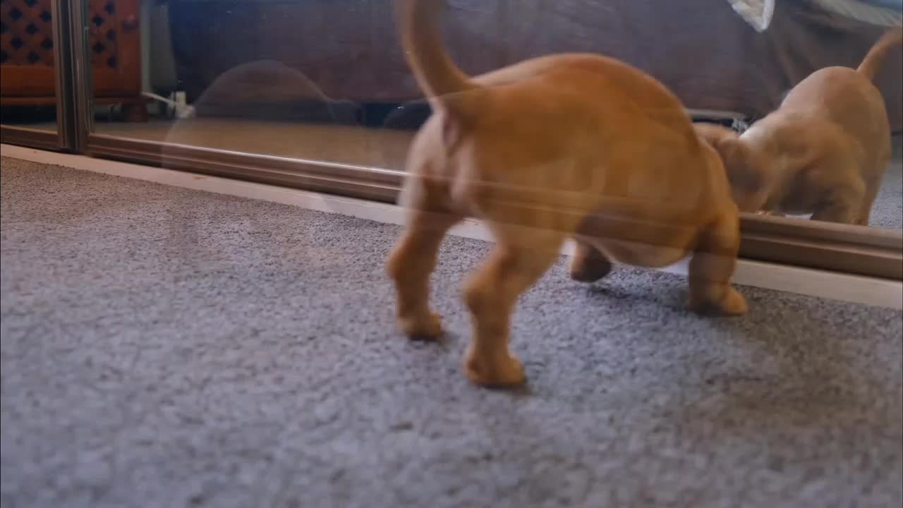 Cute and funny Animals