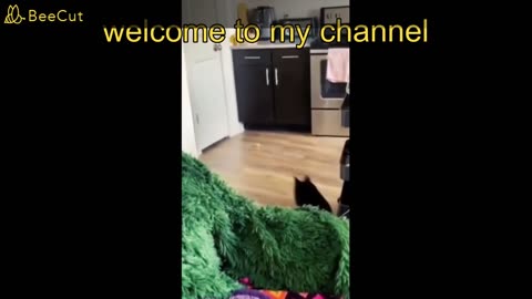 Best🤣 Funny Animal Videos Of The 2023 Funniy
