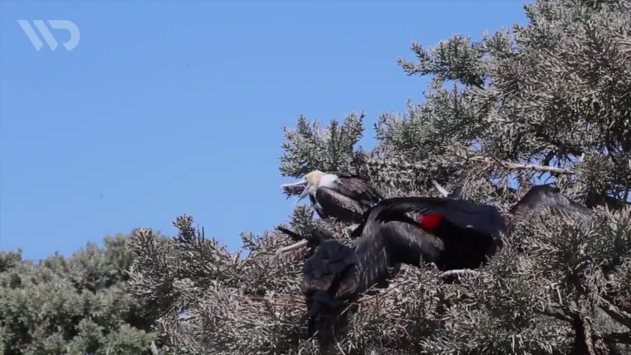 Frigate: A Pirate Bird That Can Sleep While Flying | Frigatebird