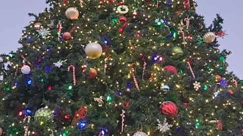 Marco Island, Fl Veterans Park and the Big Christmas Tree. 1/1/24 Ray