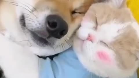 Dog & cat staying together happily