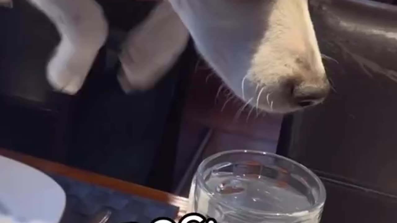 Diving into a glass of water: Because bathtubs are too mainstream 🏊‍♂️🥤😄 #SplashOfQuirkiness