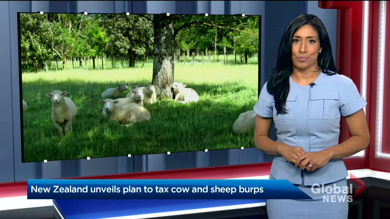 New Zealand taxes farmers for methane released by sheep and cows