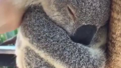 Sweet sleeping koala