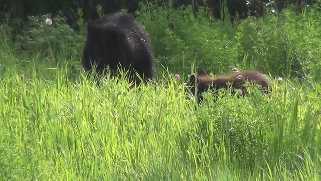 Cute Black Bear