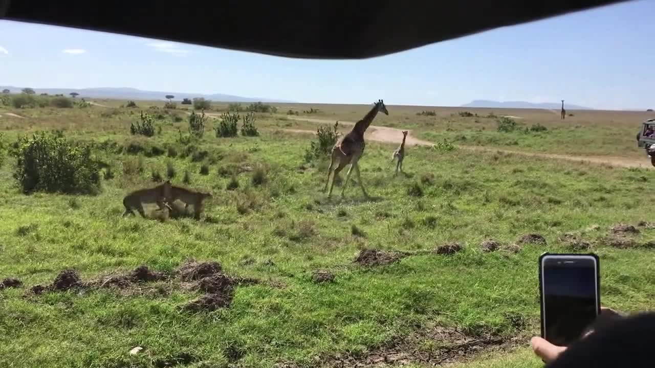 Group of Cheetah Take on Baby Giraffe