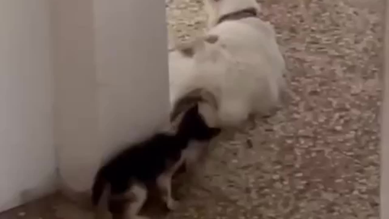 Cute cat video 😍