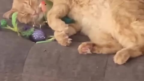 Cat loves dodo