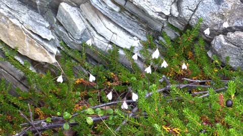 Coast Fauna Flora Animals Sheep Flowers Nature