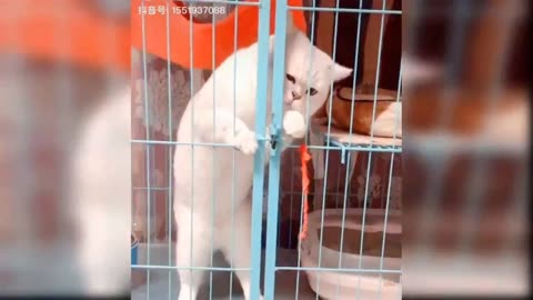 funny animals, cats || Rumble video ||