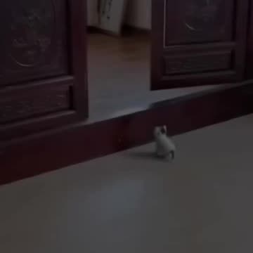 How to herd cats a comedy in fur