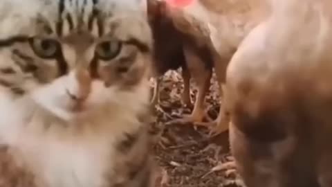 CAT AND HEN FUNNY VIDEO