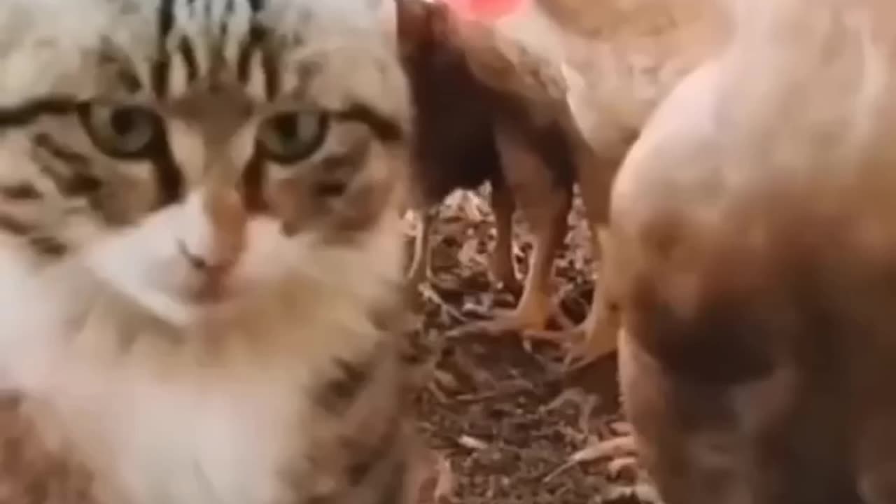 CAT AND HEN FUNNY VIDEO