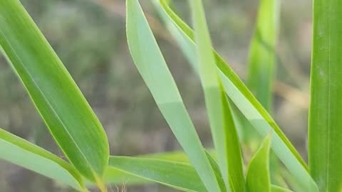 Do you grow bamboo at home?