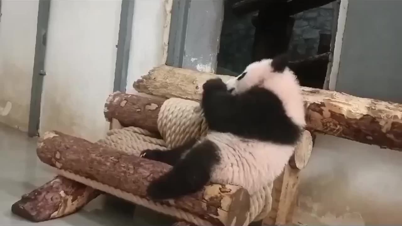 Panda bear chillaxing