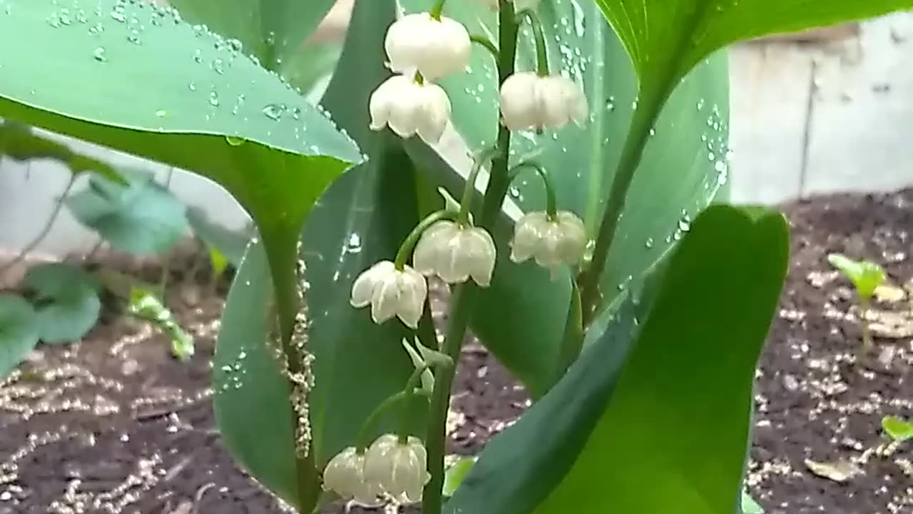 Lily of the Valley