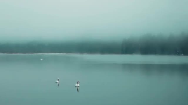 🦢🦢❄🏔 . . . .