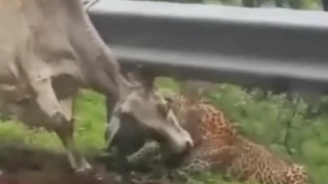 Oh, my God, this leopard is off the road hunting