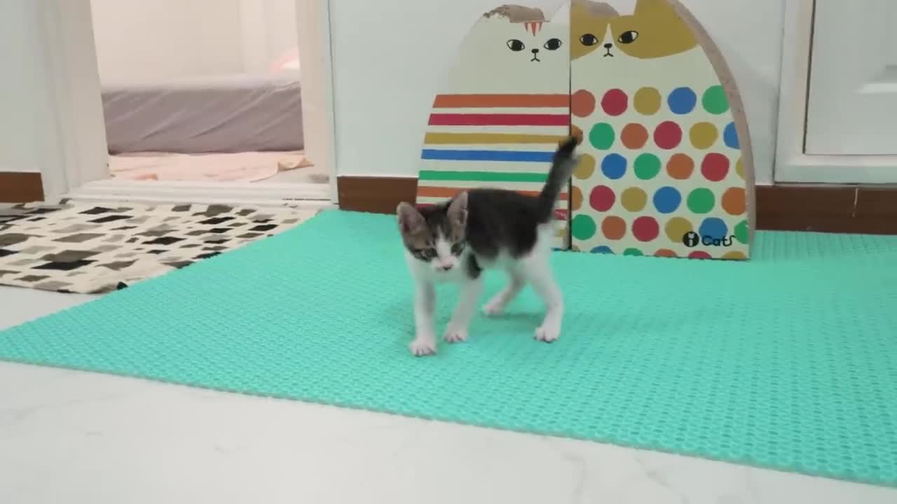 The Rescued Kitten Becomes Brave in front of the Big Cat │ Episode.12