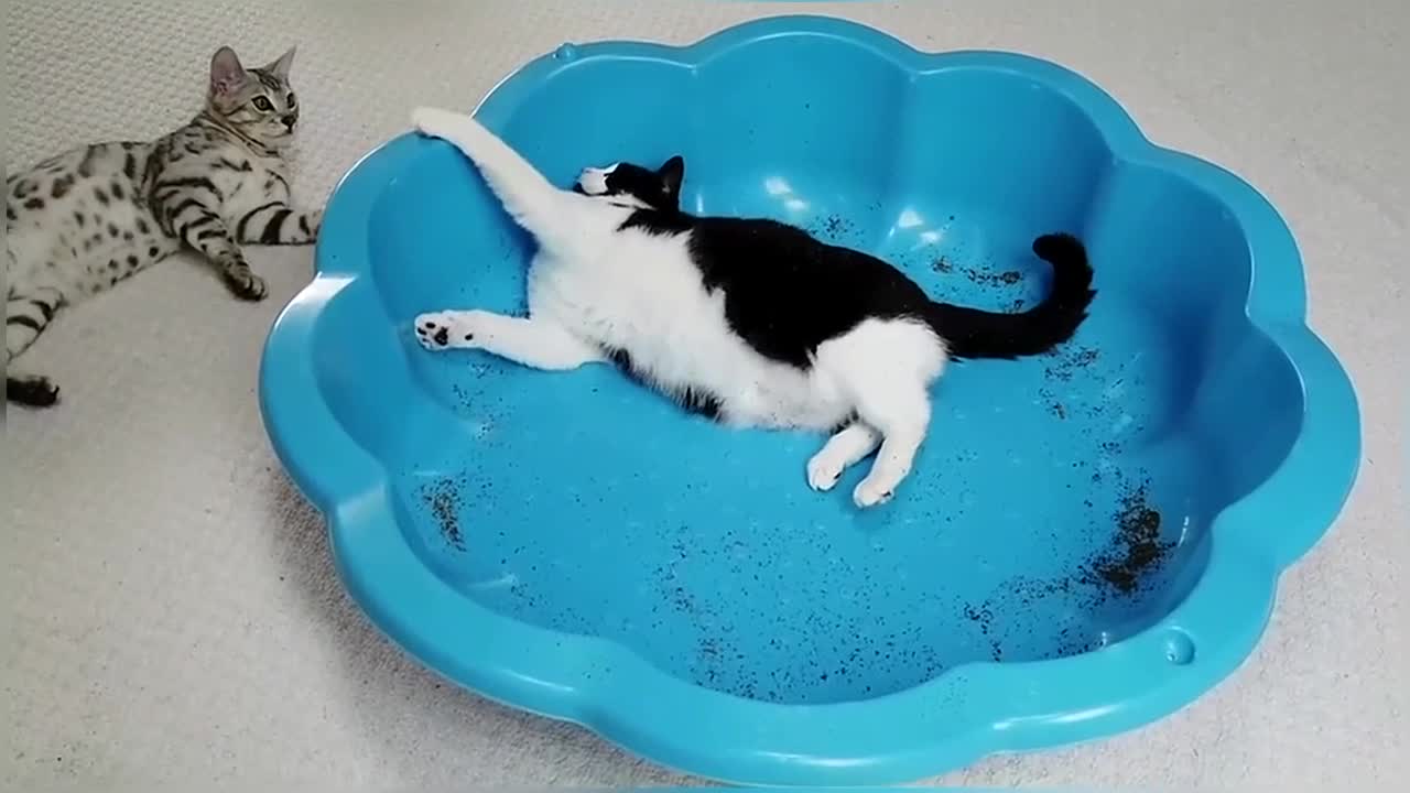 Bengal Kittens Try CatNip For The First Time