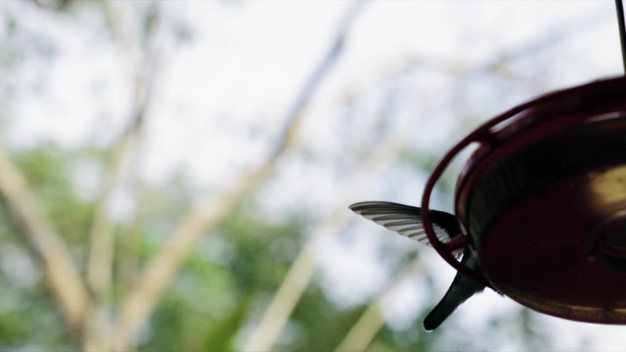 A Hummingbird Suspended in the Air Flying Before Resting