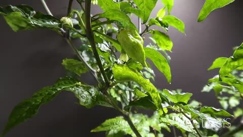 CAROLINA REAPER Time Lapse