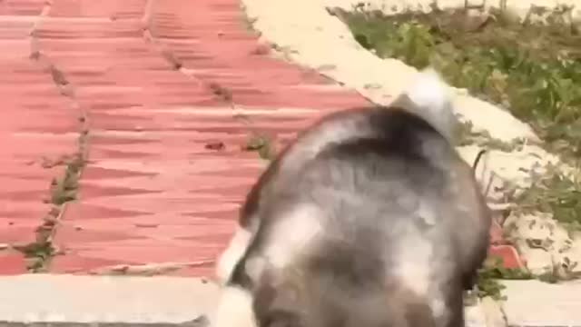 Cute little dog with short legs, can fall down when walking