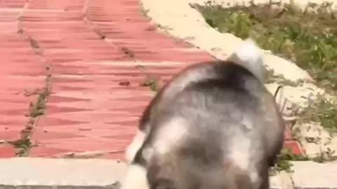 Cute little dog with short legs, can fall down when walking