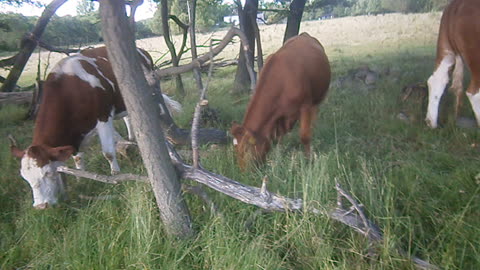 Kor vid Pålsjö skog, Helsingborg 7 Juli 2015