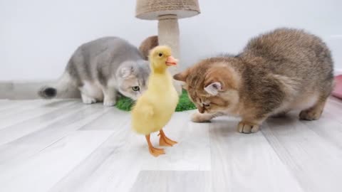 Kitten Moni sees baby duck for the first time