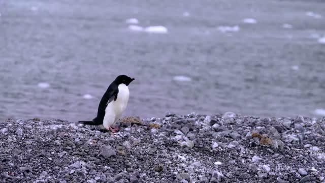 How krill fishery threatens Antarctic wildlife