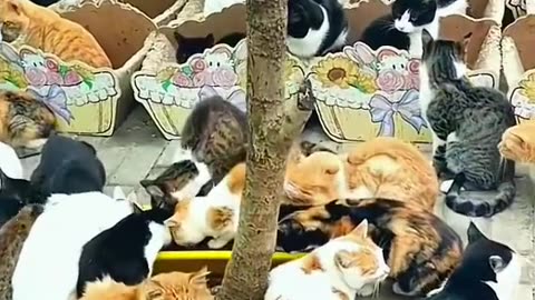 Thousands of cats in one place ، cats , Stray cats ، funny cats