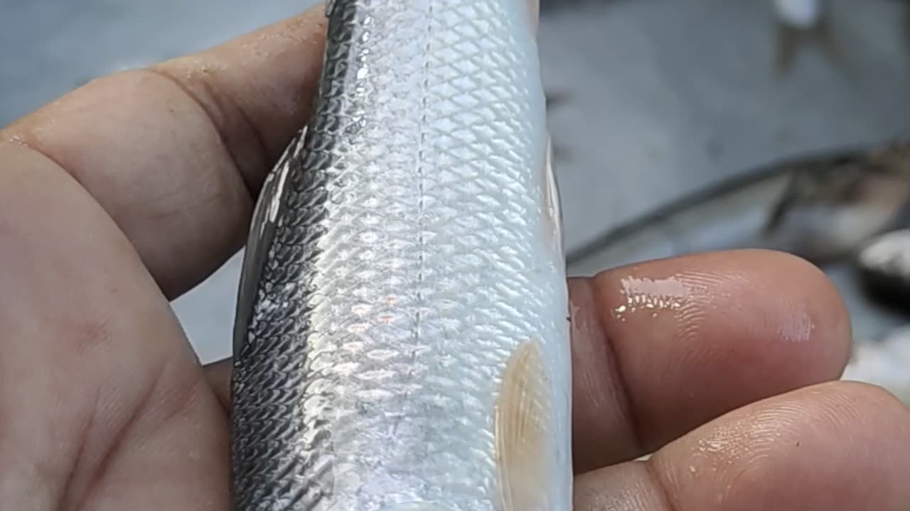 pabda fish video in market#shorts