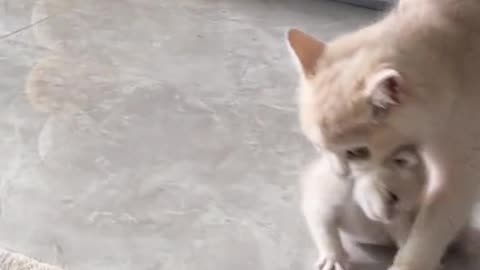 "A Purrfect Love: The Heartwarming Bond Between Mother Cat and Baby Kitten"