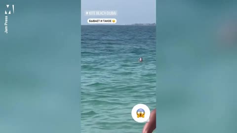 Shark Stalks Swimmers in Dubai🦈🥺