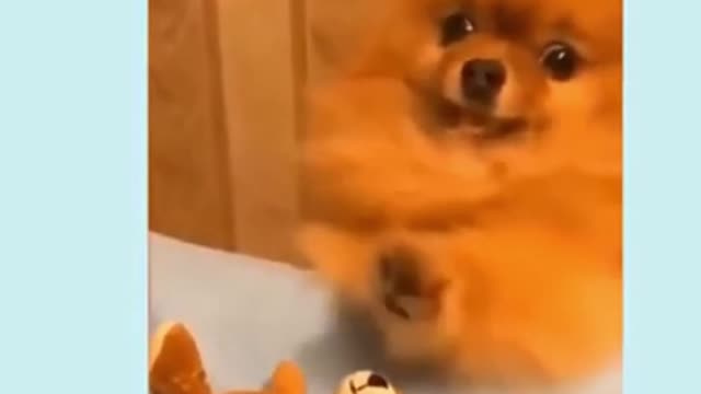 Cute Puppy Playing With Teddy Bears #shorts