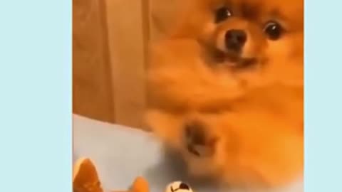 Cute Puppy Playing With Teddy Bears #shorts