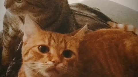 ❤️ 🐱🐈 #funny #cute #cat #kitten #love #friends #happy #shorts #viral #trending #subscribe