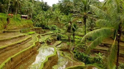 Subak Cultural Landscape of Bali, Indonesia UNESCO World Heritage Site