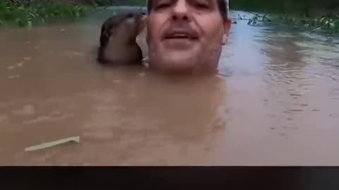 Cute Otter Decides To Swim With Man In River!