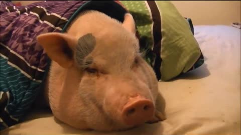 Sleeping Pig Wakes Up for a Cookie!