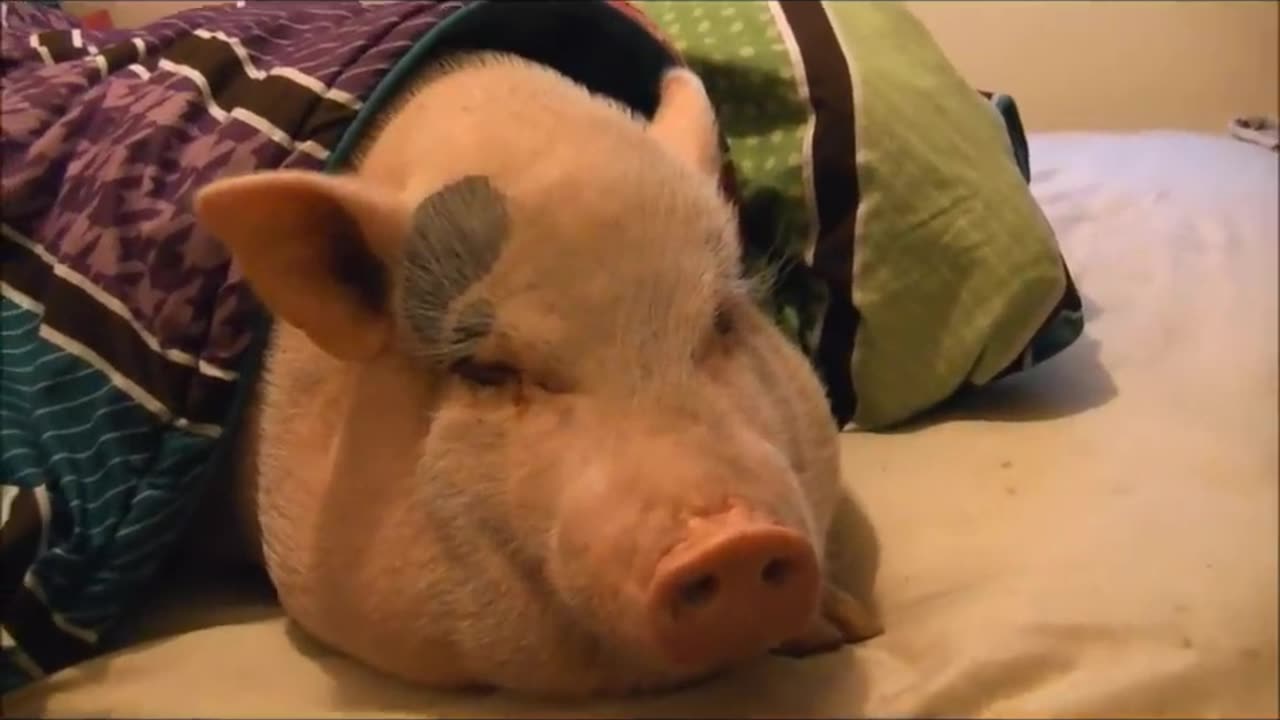 Sleeping Pig Wakes Up for a Cookie!