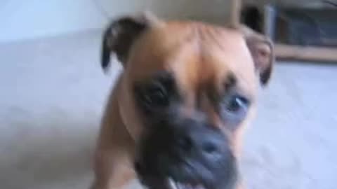 Super Dog